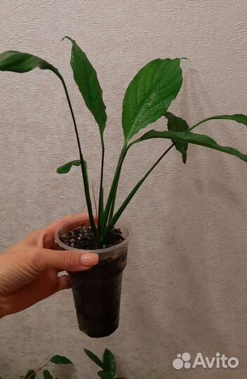 Спатифиллум