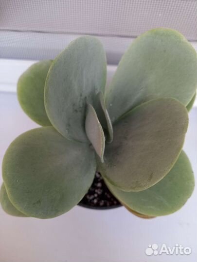 Каланхоэ Тирсифлора