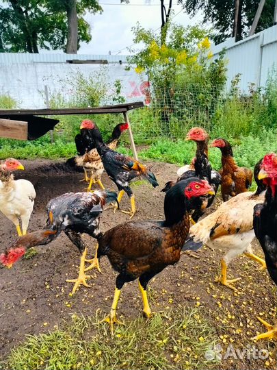 Бойцовая птица