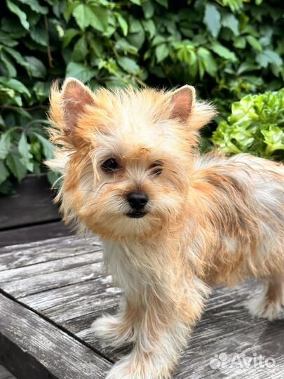 Голддаст йорк