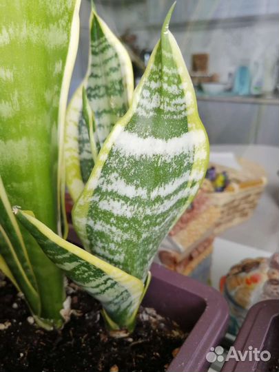 Сансевиерия