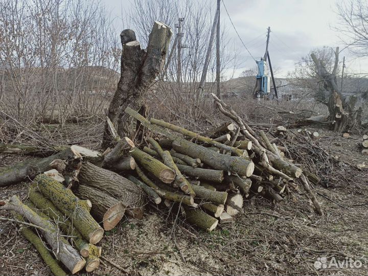 Дрова дубки