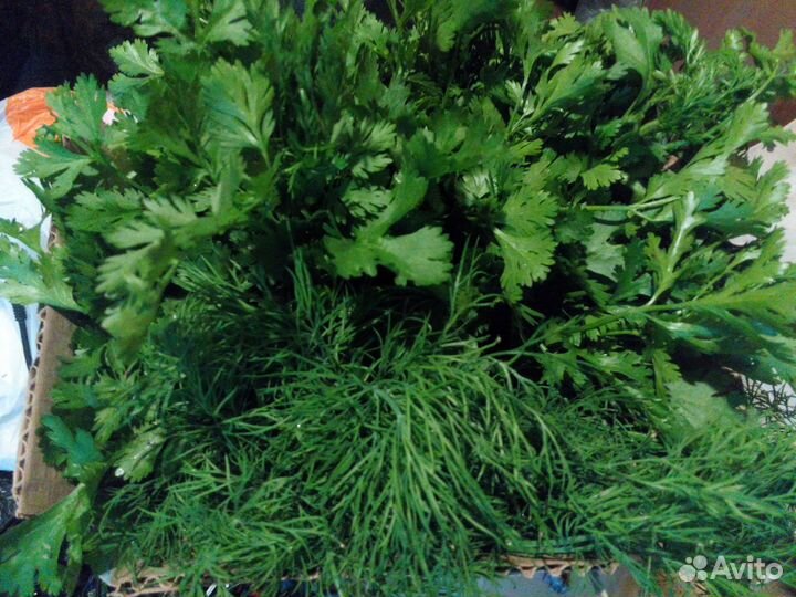 Свежая зелень прямо с грядки