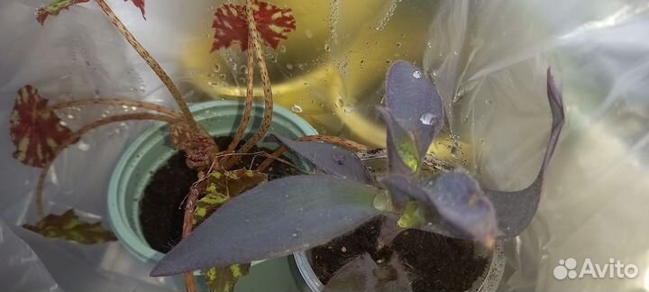 Комнатные растения:бегония,сенткреазия и другие