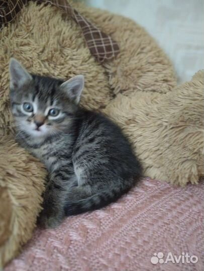 Домашние котята