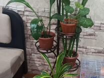 Советские домашние цветы. Светлоград ставропольский край ул. Кливия москва. Комнатное цветоводство. Светлоград ставропольский край улица каштановая дом 36.