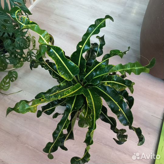 Кротон Ай я рат