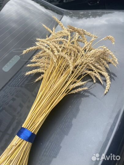 Букет из колосков пшеницы