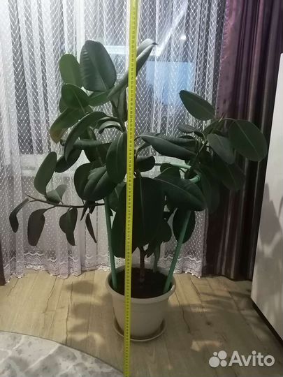 Фикус каучуконосный большой