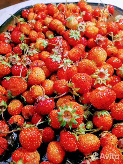 Клубника ремонтантная