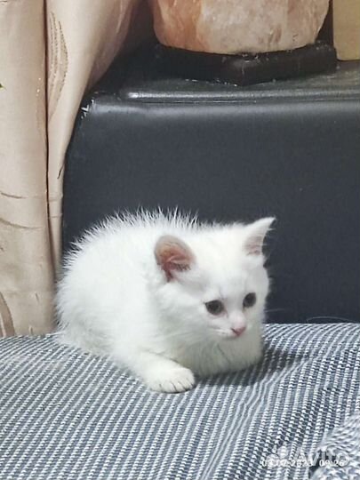 Белый котик