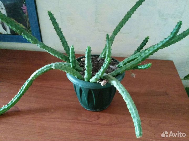 Гуэрния Опунция кактус денежное дерево