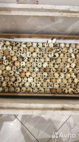 Инкубационное перепелиное яйцо породы Техасский