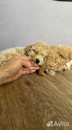 Щенки мальтипу f1