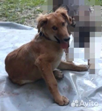 Щенок в добрые руки
