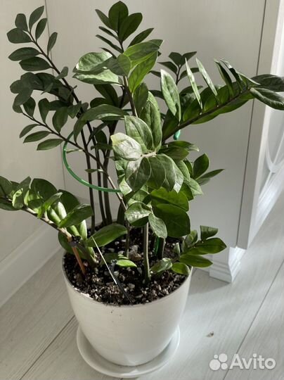 Замиокулькас