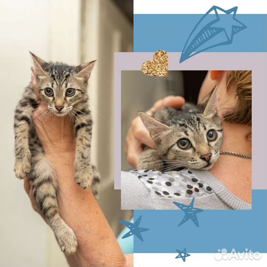 Котенок в добрые руки