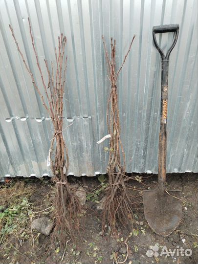 Саженцы яблони опт. Персик. Алыча. Абрикос. Груша