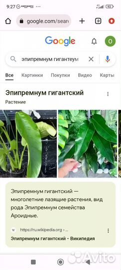 Эпипремнум гигантум