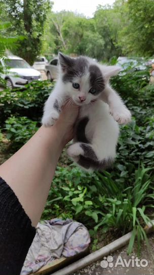 Котята
