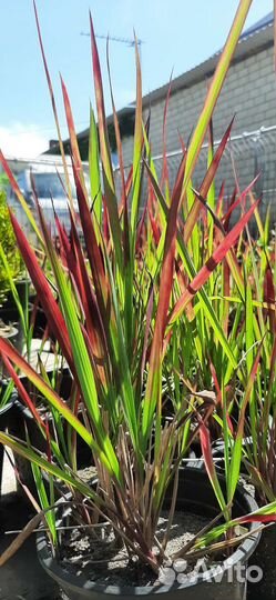 Злаковые растения