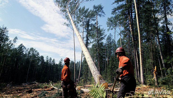 Вальщик леса