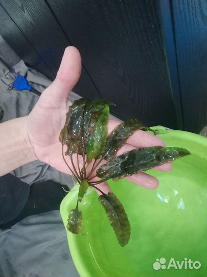 Аквариумные растения