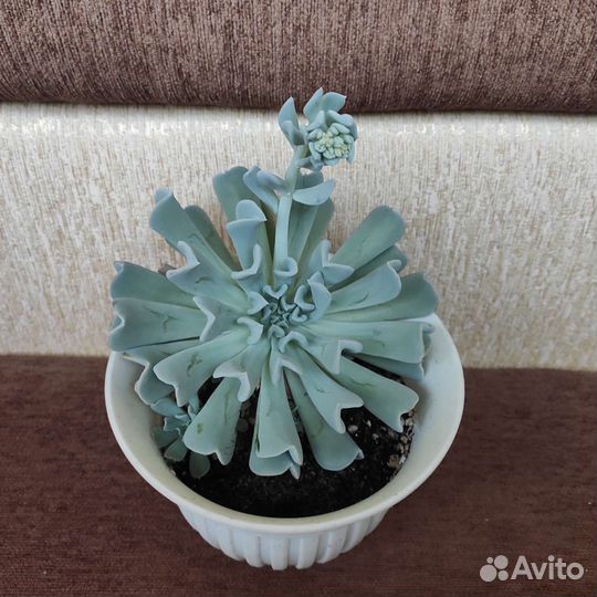 Суккуленты