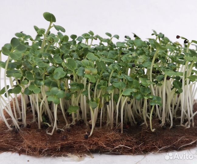Семена для микрозелени