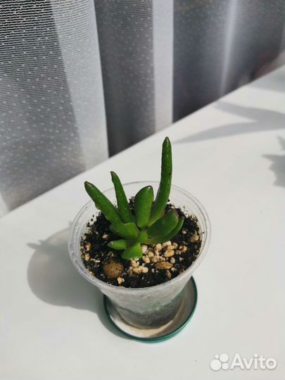 Комнатные растения цветы