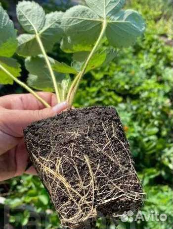 Рассада клубники Лорд