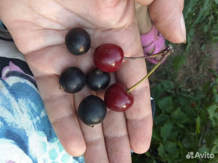 Домашний мини-питомник