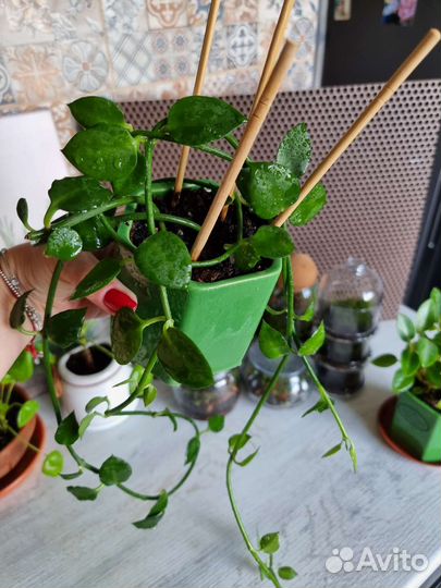 Церопегия Барклея