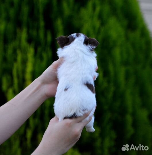 Чихуахуа девочки Дш