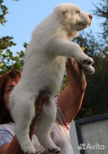 Среднеазиатская овчарка