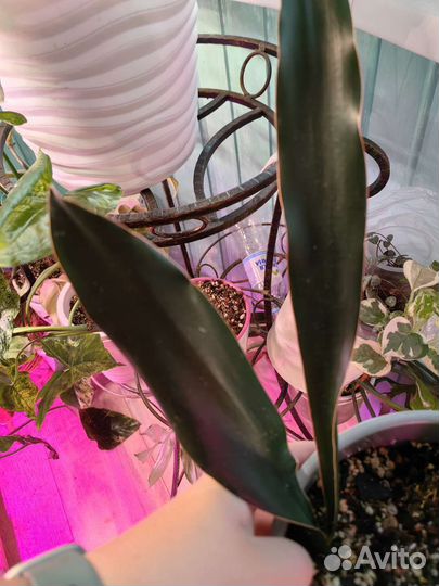 Сансевиерии разные сортовые