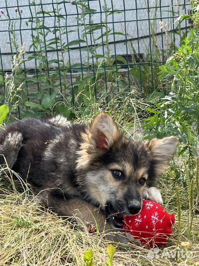 Щенки бесплатно