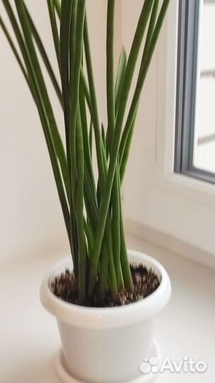 Сансевиерия Микадо