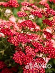 Тысячелистник красный