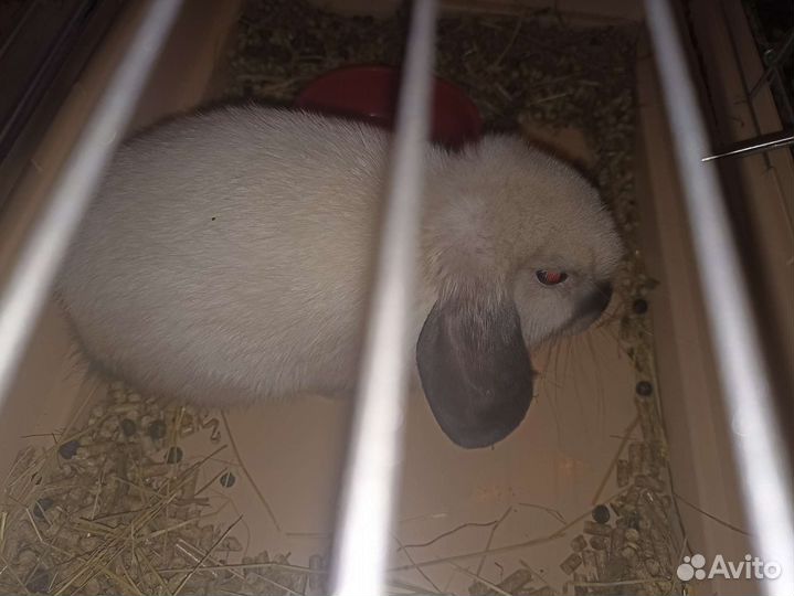 Продается декоративный кролик+клетка, миски