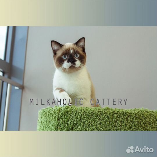 Скоттиши от Milkaholic Cattery