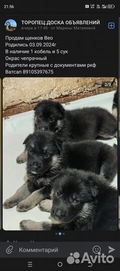 Щенки вео