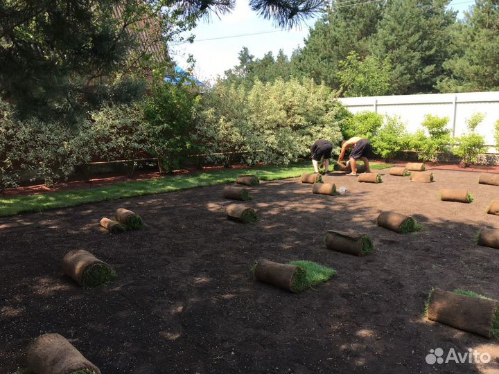 Рулонный газон