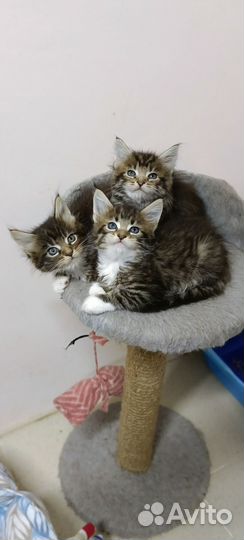 Кошки мейн-кун