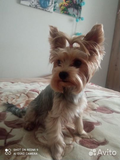 Йоркширский терьер