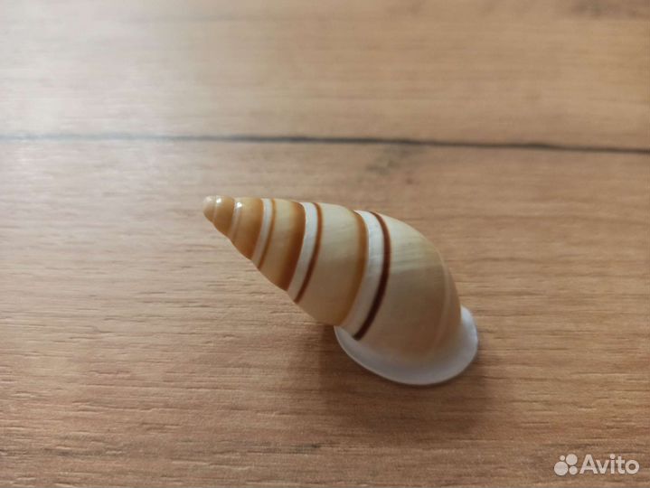 Морская раковина