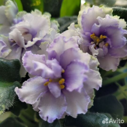 Сортовые фиалки