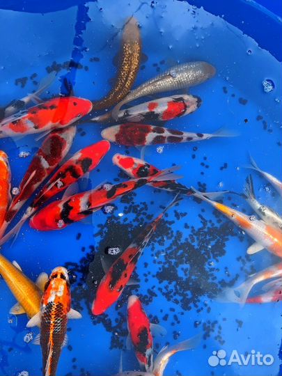 Японский карп кои. Встречаются вуалевые