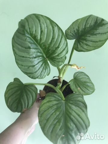Филодендрон Мамей
