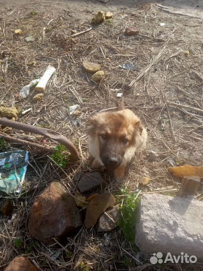 Собака в добрые руки отдам бесплатно